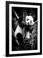 China 10MKm2 Collection - Giant Panda Baby-Philippe Hugonnard-Framed Photographic Print