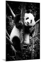 China 10MKm2 Collection - Giant Panda Baby-Philippe Hugonnard-Mounted Photographic Print