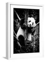 China 10MKm2 Collection - Giant Panda Baby-Philippe Hugonnard-Framed Photographic Print