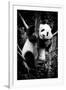 China 10MKm2 Collection - Giant Panda Baby-Philippe Hugonnard-Framed Photographic Print