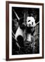 China 10MKm2 Collection - Giant Panda Baby-Philippe Hugonnard-Framed Photographic Print