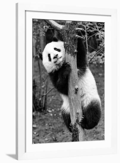 China 10MKm2 Collection - Giant Panda Baby-Philippe Hugonnard-Framed Photographic Print