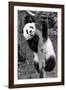 China 10MKm2 Collection - Giant Panda Baby-Philippe Hugonnard-Framed Photographic Print