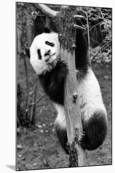 China 10MKm2 Collection - Giant Panda Baby-Philippe Hugonnard-Mounted Photographic Print