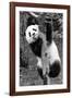 China 10MKm2 Collection - Giant Panda Baby-Philippe Hugonnard-Framed Photographic Print