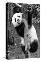 China 10MKm2 Collection - Giant Panda Baby-Philippe Hugonnard-Stretched Canvas