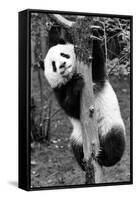 China 10MKm2 Collection - Giant Panda Baby-Philippe Hugonnard-Framed Stretched Canvas