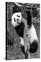 China 10MKm2 Collection - Giant Panda Baby-Philippe Hugonnard-Stretched Canvas