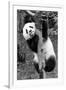 China 10MKm2 Collection - Giant Panda Baby-Philippe Hugonnard-Framed Photographic Print