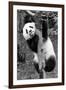 China 10MKm2 Collection - Giant Panda Baby-Philippe Hugonnard-Framed Photographic Print