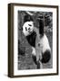 China 10MKm2 Collection - Giant Panda Baby-Philippe Hugonnard-Framed Photographic Print