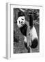 China 10MKm2 Collection - Giant Panda Baby-Philippe Hugonnard-Framed Photographic Print