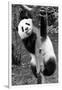 China 10MKm2 Collection - Giant Panda Baby-Philippe Hugonnard-Framed Photographic Print