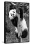 China 10MKm2 Collection - Giant Panda Baby-Philippe Hugonnard-Framed Stretched Canvas