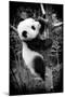 China 10MKm2 Collection - Giant Panda Baby-Philippe Hugonnard-Mounted Photographic Print