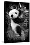 China 10MKm2 Collection - Giant Panda Baby-Philippe Hugonnard-Framed Stretched Canvas