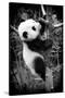 China 10MKm2 Collection - Giant Panda Baby-Philippe Hugonnard-Stretched Canvas