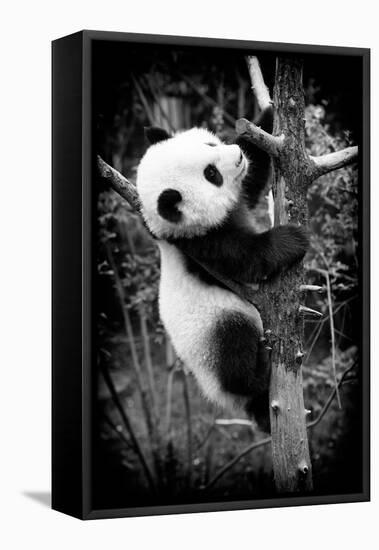 China 10MKm2 Collection - Giant Panda Baby-Philippe Hugonnard-Framed Stretched Canvas