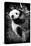 China 10MKm2 Collection - Giant Panda Baby-Philippe Hugonnard-Stretched Canvas