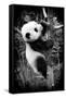 China 10MKm2 Collection - Giant Panda Baby-Philippe Hugonnard-Framed Stretched Canvas