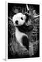 China 10MKm2 Collection - Giant Panda Baby-Philippe Hugonnard-Framed Photographic Print