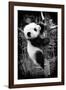 China 10MKm2 Collection - Giant Panda Baby-Philippe Hugonnard-Framed Photographic Print