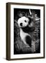 China 10MKm2 Collection - Giant Panda Baby-Philippe Hugonnard-Framed Photographic Print