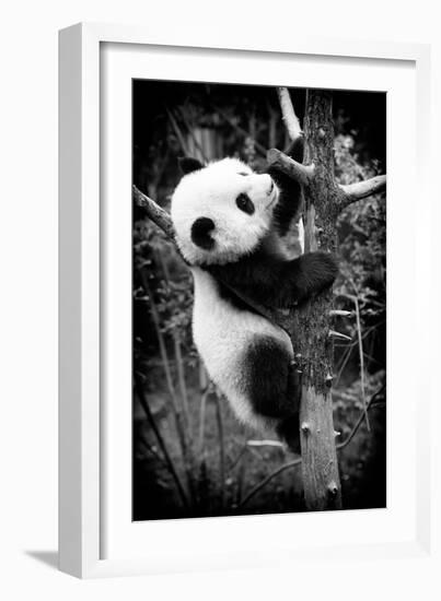 China 10MKm2 Collection - Giant Panda Baby-Philippe Hugonnard-Framed Photographic Print