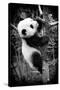 China 10MKm2 Collection - Giant Panda Baby-Philippe Hugonnard-Stretched Canvas