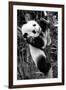 China 10MKm2 Collection - Giant Panda Baby-Philippe Hugonnard-Framed Photographic Print