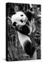 China 10MKm2 Collection - Giant Panda Baby-Philippe Hugonnard-Stretched Canvas