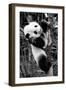 China 10MKm2 Collection - Giant Panda Baby-Philippe Hugonnard-Framed Photographic Print