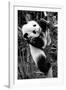 China 10MKm2 Collection - Giant Panda Baby-Philippe Hugonnard-Framed Photographic Print