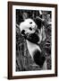 China 10MKm2 Collection - Giant Panda Baby-Philippe Hugonnard-Framed Photographic Print