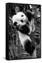 China 10MKm2 Collection - Giant Panda Baby-Philippe Hugonnard-Framed Stretched Canvas