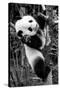 China 10MKm2 Collection - Giant Panda Baby-Philippe Hugonnard-Stretched Canvas