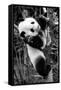 China 10MKm2 Collection - Giant Panda Baby-Philippe Hugonnard-Framed Stretched Canvas