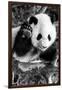 China 10MKm2 Collection - Giant Panda Baby-Philippe Hugonnard-Framed Photographic Print