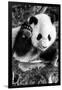 China 10MKm2 Collection - Giant Panda Baby-Philippe Hugonnard-Framed Photographic Print