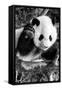 China 10MKm2 Collection - Giant Panda Baby-Philippe Hugonnard-Framed Stretched Canvas