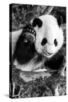 China 10MKm2 Collection - Giant Panda Baby-Philippe Hugonnard-Stretched Canvas