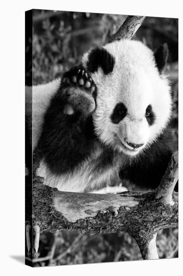 China 10MKm2 Collection - Giant Panda Baby-Philippe Hugonnard-Stretched Canvas