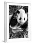 China 10MKm2 Collection - Giant Panda Baby-Philippe Hugonnard-Framed Photographic Print