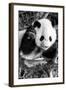 China 10MKm2 Collection - Giant Panda Baby-Philippe Hugonnard-Framed Photographic Print