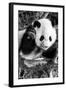 China 10MKm2 Collection - Giant Panda Baby-Philippe Hugonnard-Framed Photographic Print