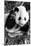 China 10MKm2 Collection - Giant Panda Baby-Philippe Hugonnard-Mounted Photographic Print