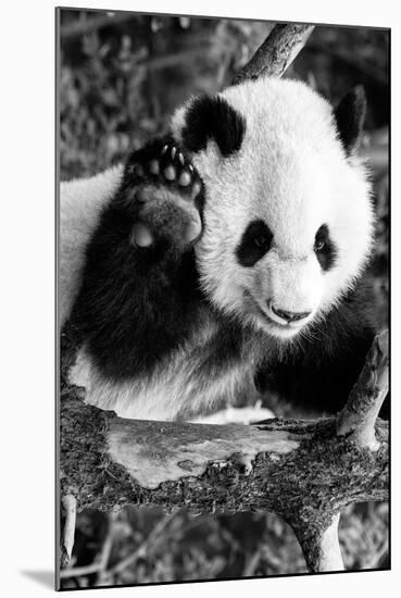 China 10MKm2 Collection - Giant Panda Baby-Philippe Hugonnard-Mounted Photographic Print