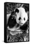 China 10MKm2 Collection - Giant Panda Baby-Philippe Hugonnard-Framed Stretched Canvas