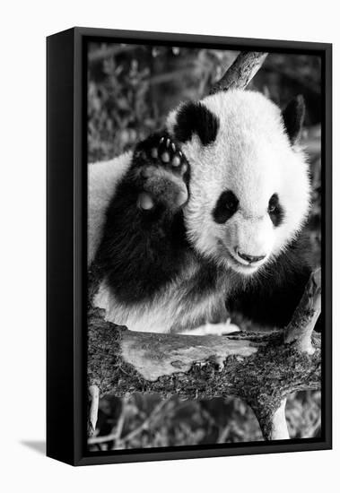 China 10MKm2 Collection - Giant Panda Baby-Philippe Hugonnard-Framed Stretched Canvas