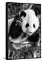 China 10MKm2 Collection - Giant Panda Baby-Philippe Hugonnard-Framed Stretched Canvas